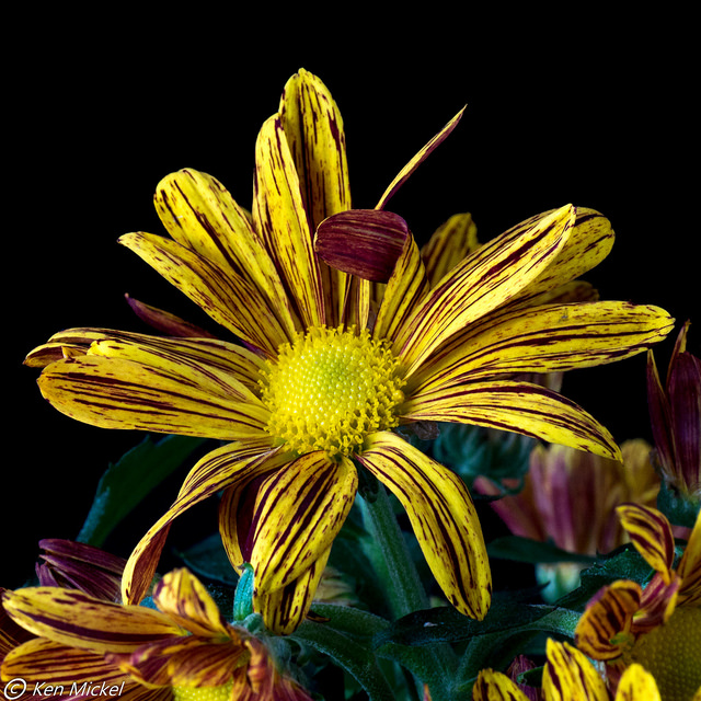 32135593290_3a7074b71c_z