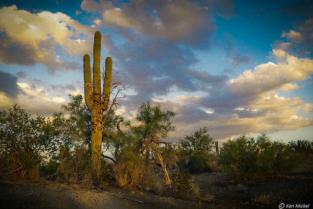 37398626436_3b51752fc7_z