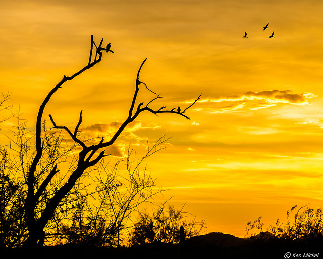 37017188014_a70f9c442d_z